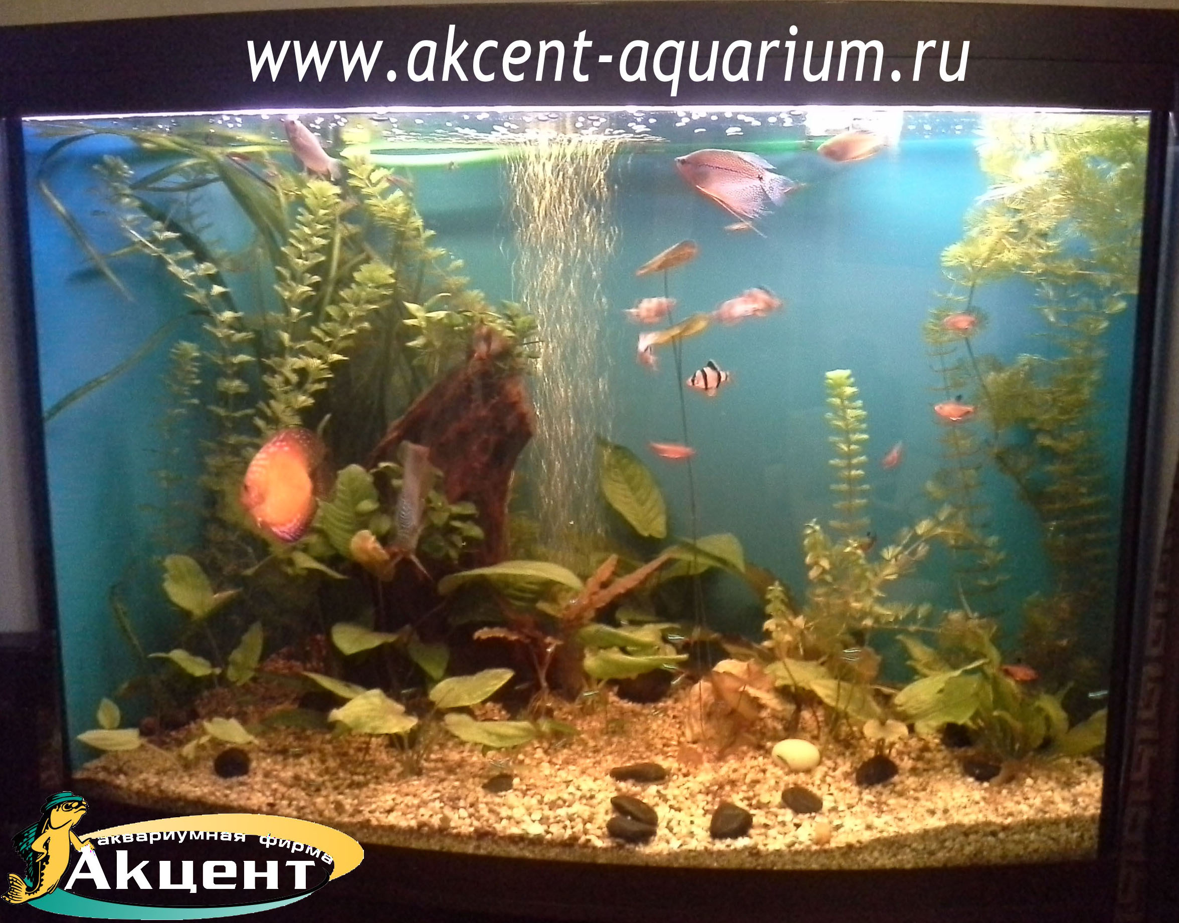 Акцент-аквариум, аквариум 300 литров, дискусы, гурами, барбусы коряга, живые растения.